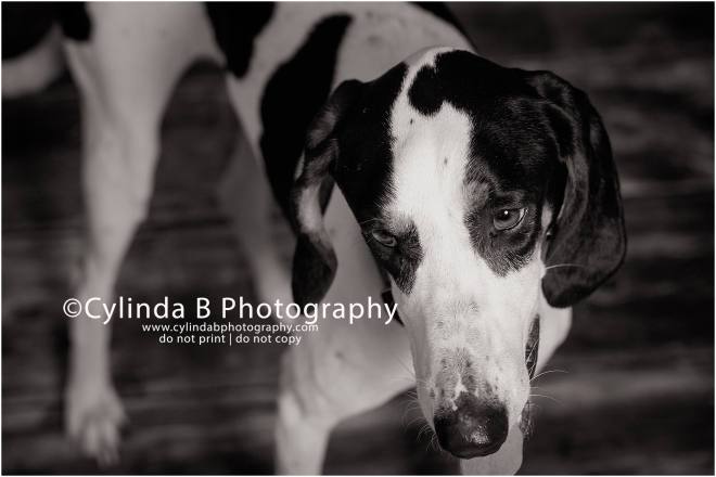 bull dog, pet photography, syracuse ny, dog, portraits, cylinda b photography, photo, walker coonhound
