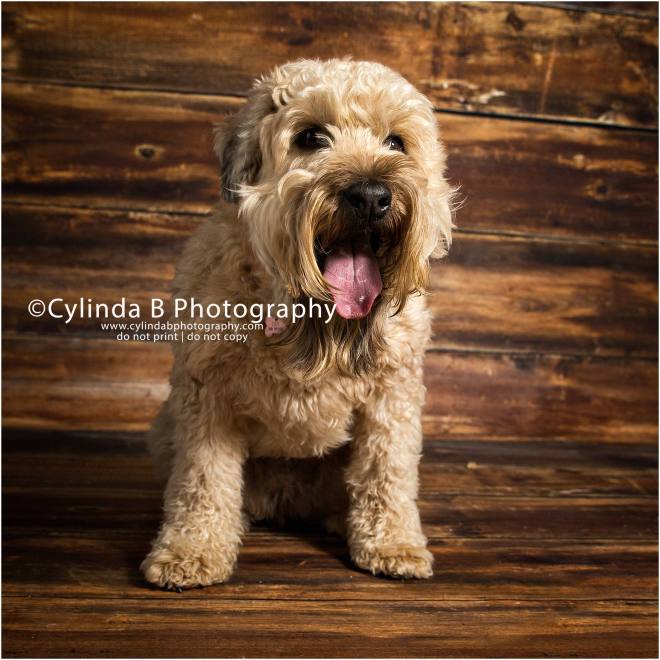 soft coated Wheaten Terrier, pet photography, syracuse ny, dog, portraits, cylinda b photography